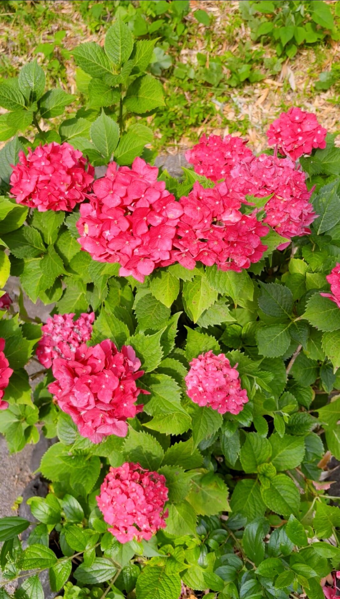 投稿についてもっと詳しく 紫陽花、まだ美しく咲いています（6/20㈯）